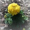 Tagetes erecta